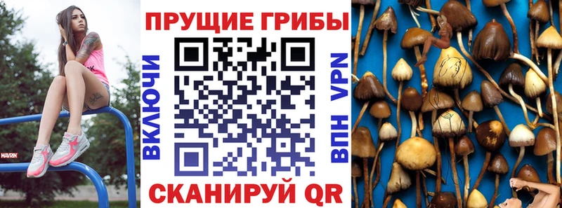 Псилоцибиновые грибы Psilocybine cubensis  площадка формула  Агрыз  hydra как зайти 